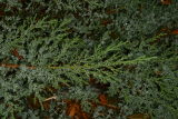 Juniperus sabina 'Rockery Gem' RCP9-06 008.jpg